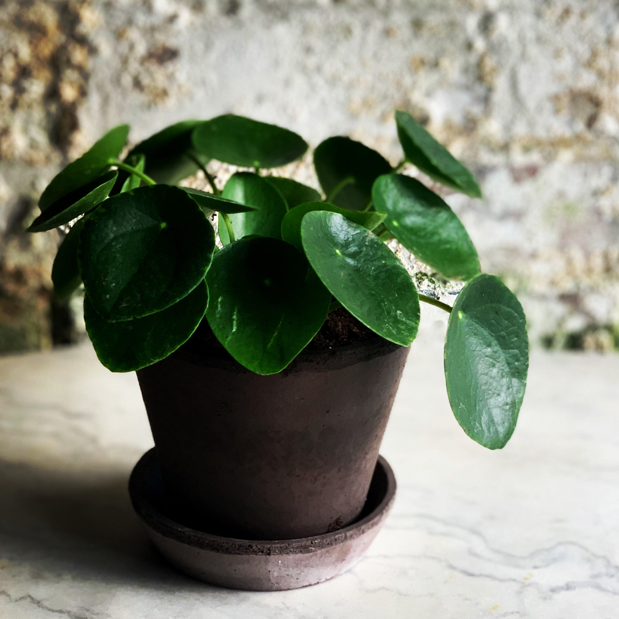 Pilea Plant with Pot and Tray - 12cm