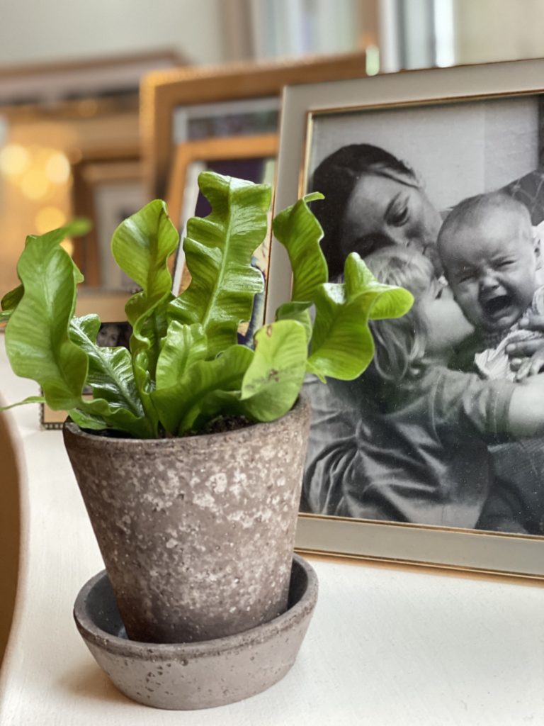 A potted plant with a tray next to a framed picture of Kali, co-founder of The Glasshouse, with her kids