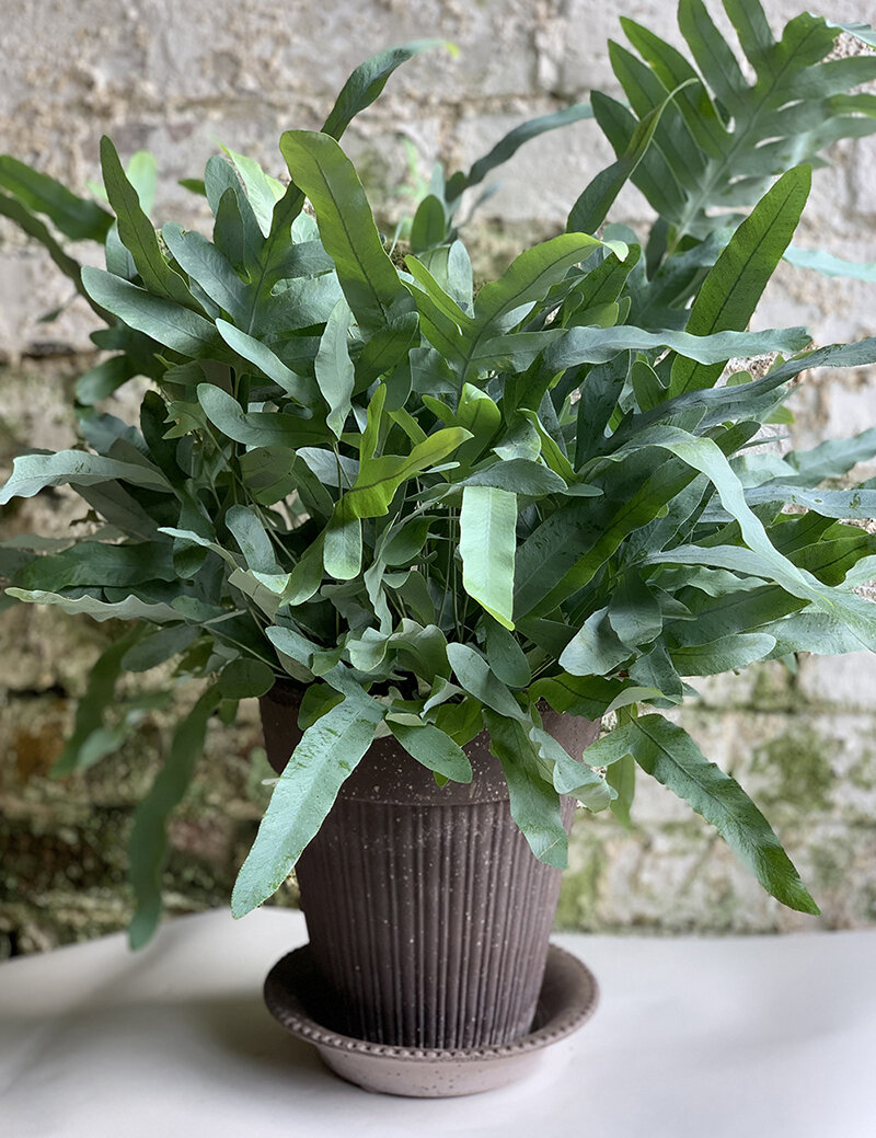 Blue Star Fern with Pot and Tray - 21cm