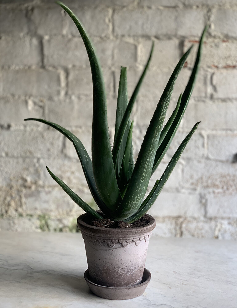 Aloe Vera with Pot and Tray - 12cm