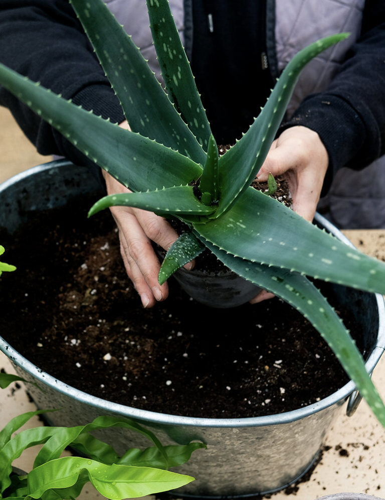 Aloe Vera with Pot and Tray - 12cm