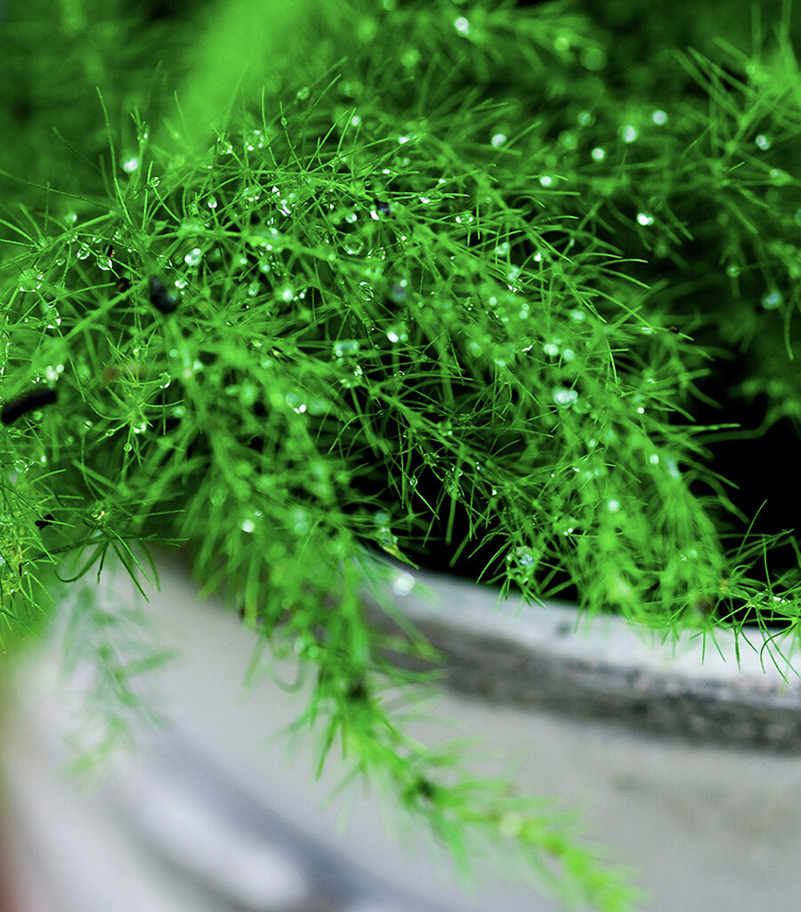 Asparagus Fern with Pot and Tray - 8cm