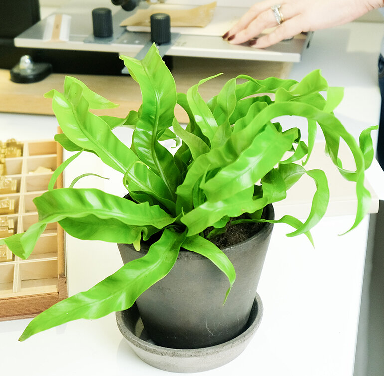 Birds Nest Fern with Pot and Tray - 12cm
