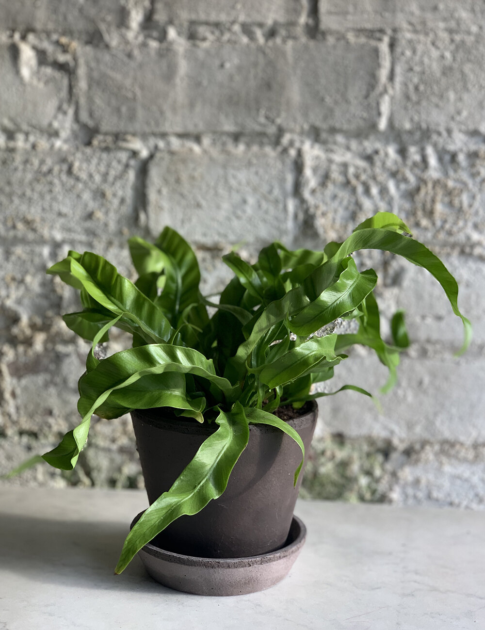 Birds Nest Fern with Pot and Tray - 12cm