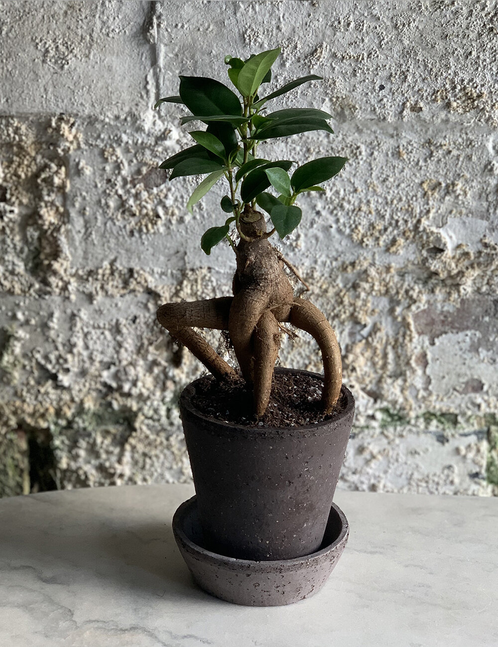 The Ficus Ginseng Desk Brightener with Pot and Tray  - 12cm
