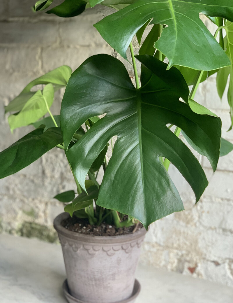 Monstera with Pot and Tray - 21cm