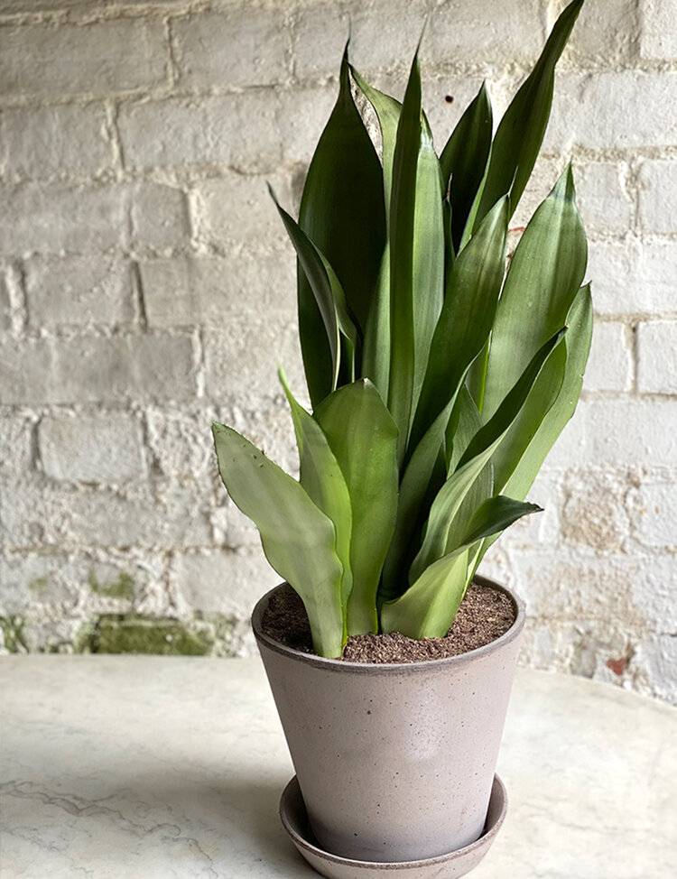 Snake Plant with Pot & Tray - 21cm