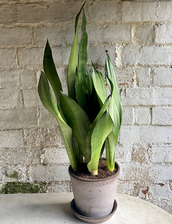 Snake Plant with Pot & Tray - 21cm