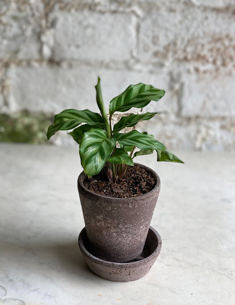 Zebra Plant with Pot & Tray - 8cm