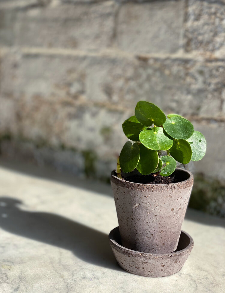 Pilea Plant with Pot & Tray Bijou - 8cm