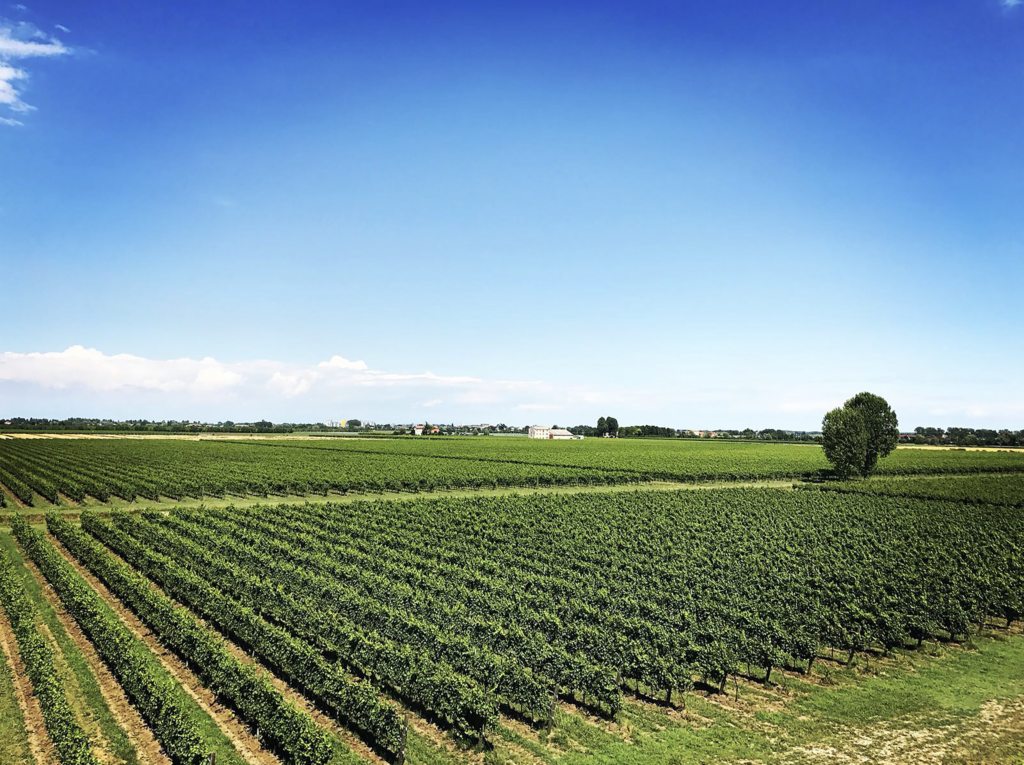A vineyard shot with a beautiful blue sky
