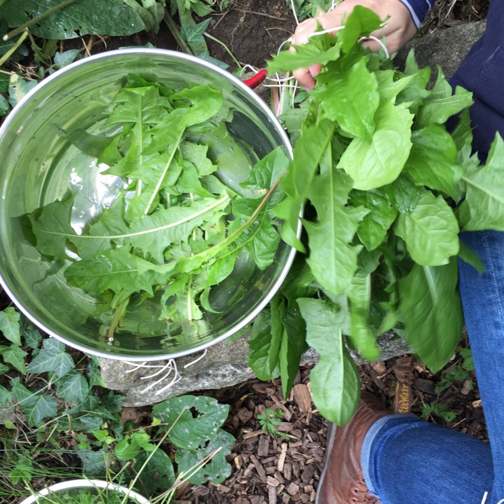 A person tending to the community garden in Bethnal Green, there's a pan with some leaves in