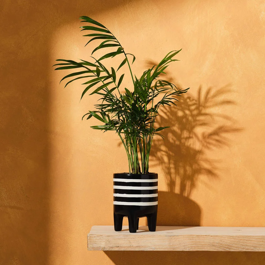 Black Soapstone Plant Pot - stripes