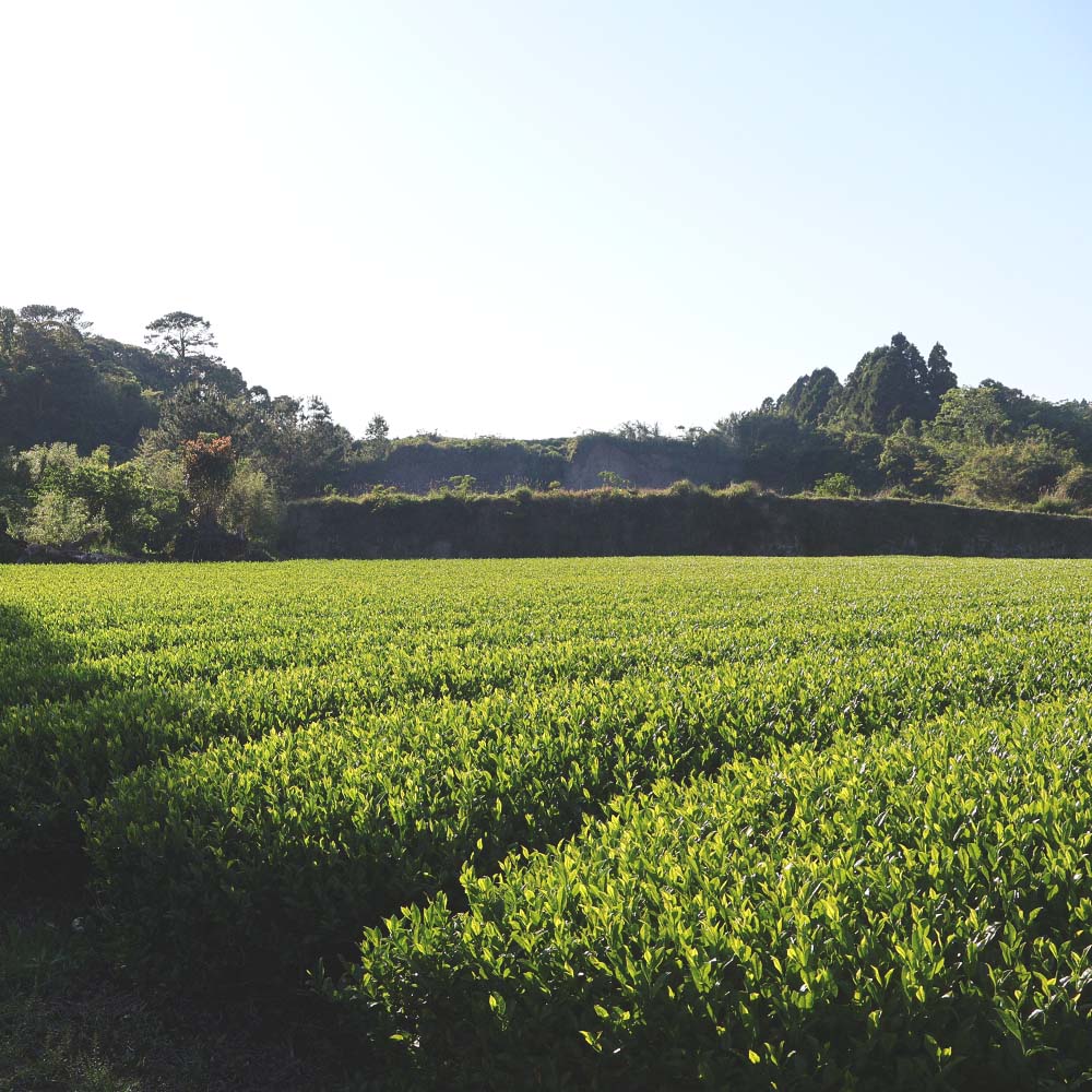Japanese Genmatcha