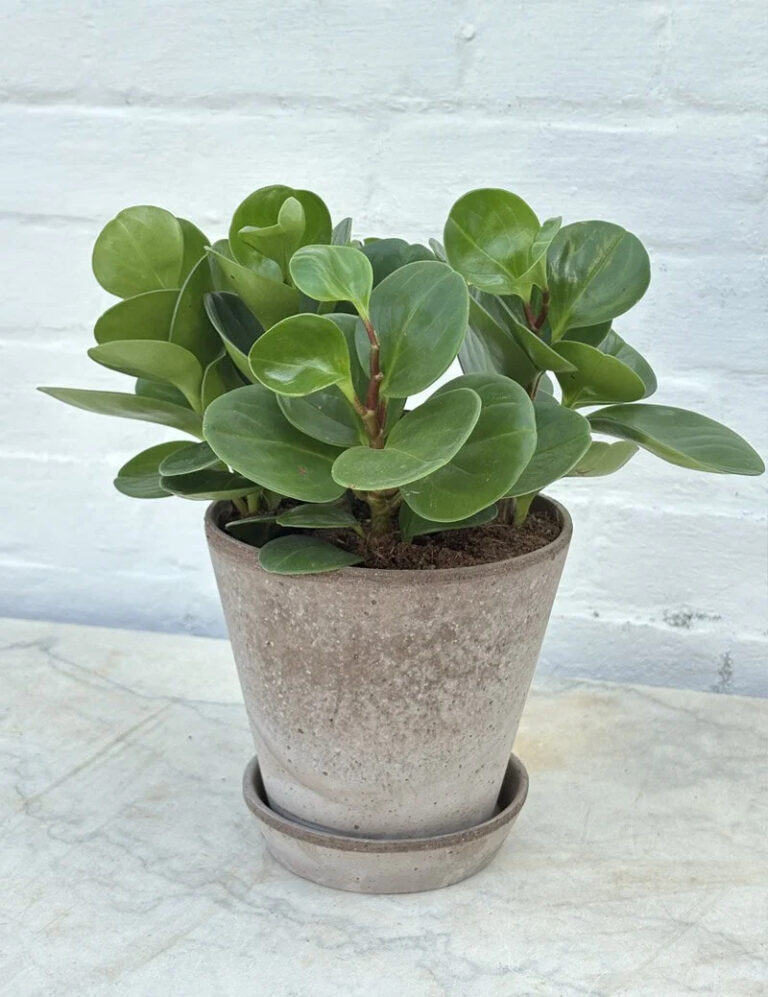 Peperomia | Baby Rubber With Pot + Tray
